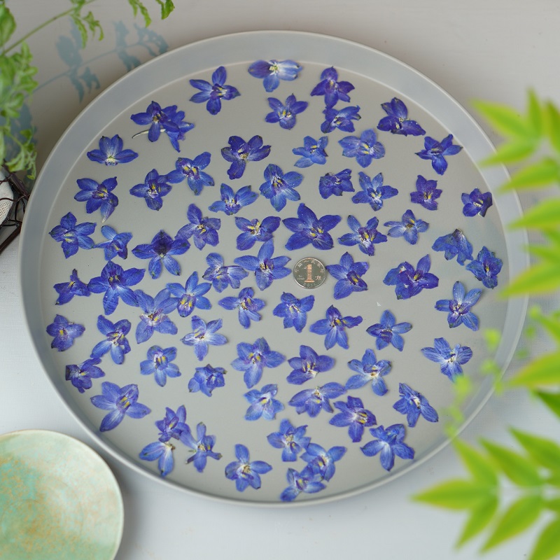 120pcs Pressed Dried Delphiniu - đánh giá và giá Resin Art Baby