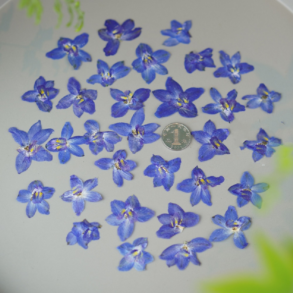 120pcs Pressed Dried Delphiniu - đánh giá và giá Resin Art Baby