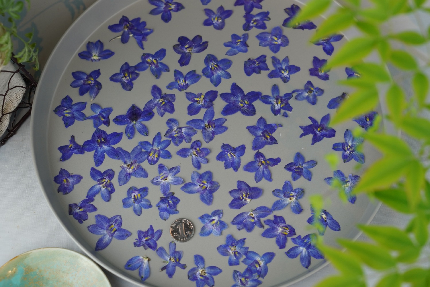 120pcs Pressed Dried Delphiniu - đánh giá và giá Resin Art Baby