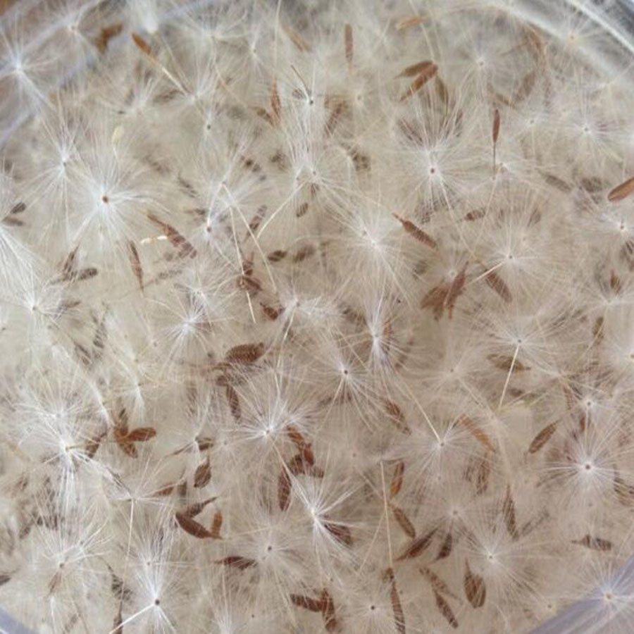 100pcs Mini White Dried Dandel - đánh giá và giá Resin Art Baby