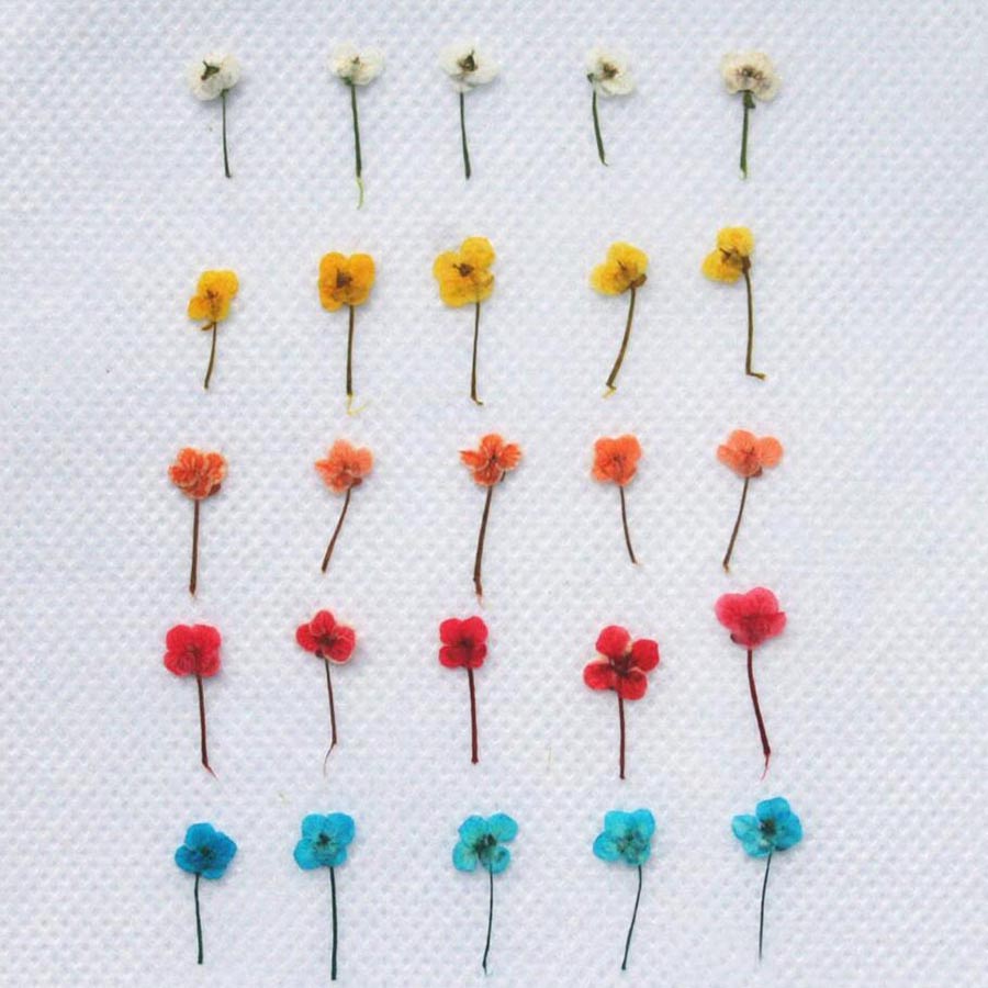 60pcs Mini Pressed Dried Flowe - đánh giá và giá Resin Art Baby